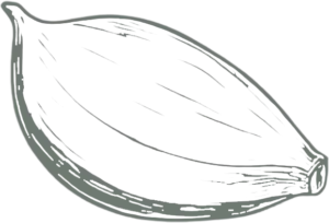 Garlic clove line drawing accent