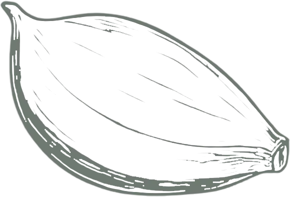 Garlic clove line drawing accent