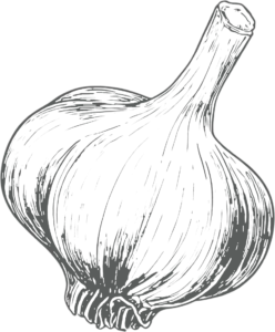 Fresh garlic bulb—symbol for easy garlic recipes at Garlic Shop