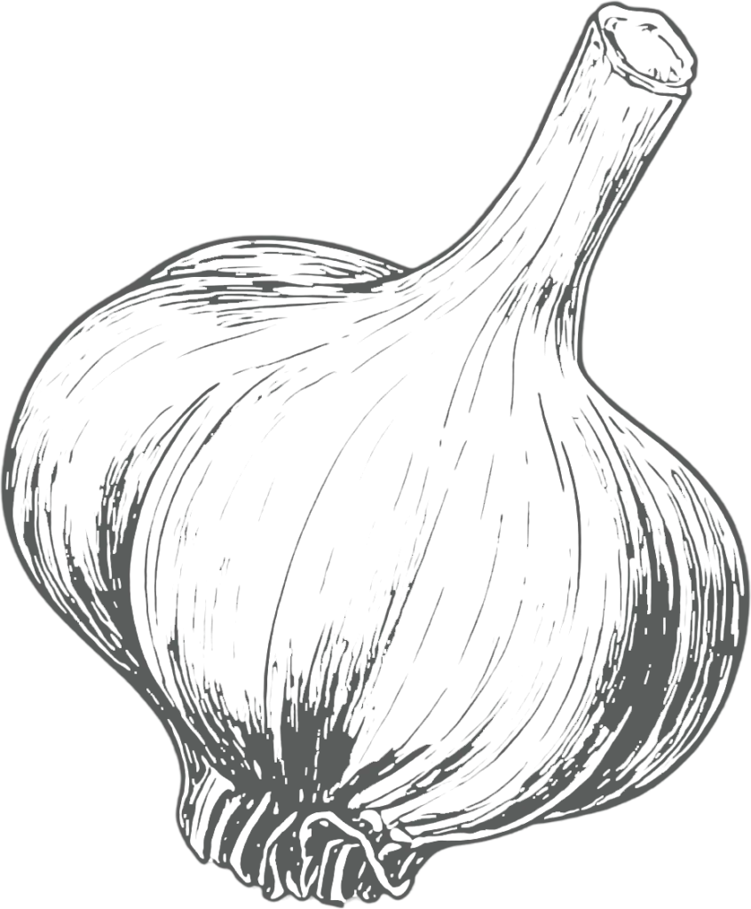 Fresh garlic bulb—symbol for easy garlic recipes at Garlic Shop