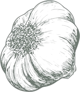 Garlic flower line art illustration
