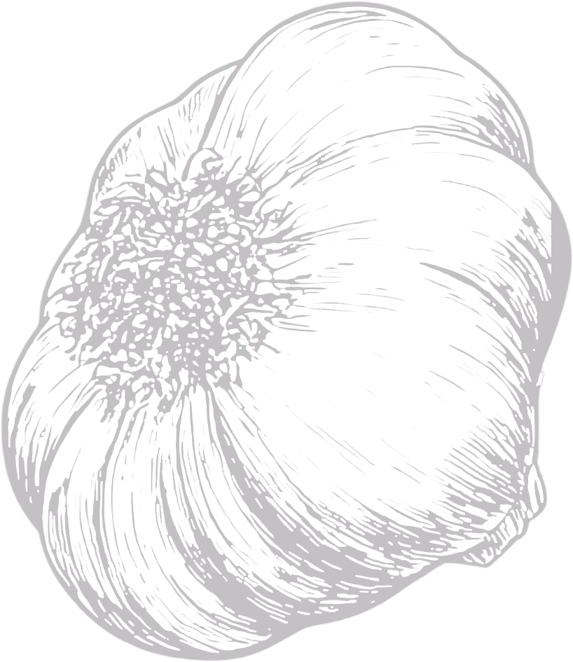 Garlic flower line art illustration