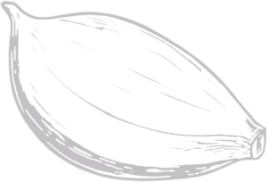 Garlic clove line drawing accent